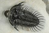 Spiny Comura Trilobite - Very Large Specimen #245918-3